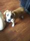 Mixed Puppies for sale in Cottage Grove, MN 55016, USA. price: NA