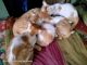 Mixed Cats for sale in Pimpri-Chinchwad, Maharashtra, India. price: 40000 INR