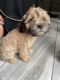 Mixed Puppies for sale in Raleigh, NC, USA. price: NA