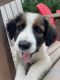 Mixed Puppies for sale in Fort Payne, AL, USA. price: NA