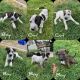 Mixed Puppies for sale in 3151 Paramont St, Klamath Falls, OR 97603, USA. price: NA
