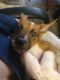 Mixed Puppies for sale in Conroe, TX 77301, USA. price: $50