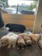 Mixed Puppies for sale in Stockton, CA, USA. price: NA