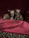 Mixed Puppies for sale in New Orleans, LA, USA. price: $1,300