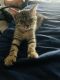 Mixed Cats for sale in Santa Ana, CA, USA. price: $1