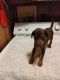 Mixed Puppies for sale in Alabaster, AL, USA. price: NA