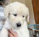 Mixed Puppies for sale in Haw River, NC, USA. price: NA