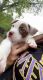 Mixed Puppies for sale in Abilene, TX, USA. price: NA