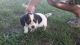 Mixed Puppies for sale in Holts Summit, MO 65043, USA. price: NA