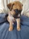 Mixed Puppies for sale in Woodbridge, VA 22191, USA. price: NA