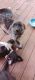 Mixed Puppies for sale in Fargo, ND, USA. price: NA