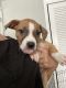 Mixed Puppies for sale in Tampa, FL, USA. price: NA