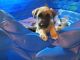 Mixed Puppies for sale in Sun City, AZ 85373, USA. price: $100