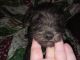 Mixed Puppies for sale in Enterprise, AL 36330, USA. price: NA