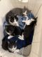 Mixed Cats for sale in North Canton, OH, USA. price: NA