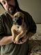 Mixed Puppies for sale in Coeburn, VA 24230, USA. price: NA