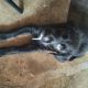 Mixed Puppies for sale in Cottage Grove, OR 97424, USA. price: NA