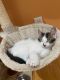 Mixed Cats for sale in 41 Louis Dr, Meriden, CT 06450, USA. price: $250