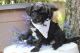 Mixed Puppies for sale in Enid, OK, USA. price: $900