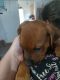 Mixed Puppies for sale in Wichita, KS, USA. price: $150