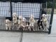 Mixed Puppies for sale in Yacolt, WA 98675, USA. price: NA