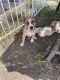 Mixed Puppies for sale in Tampa, FL, USA. price: $300