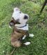 Mixed Puppies for sale in Miamisburg, OH, USA. price: NA