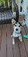 Mixed Puppies for sale in Delran, NJ, USA. price: $350