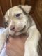 Mixed Puppies for sale in Tuscaloosa, AL 35405, USA. price: NA