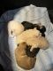 Mixed Puppies for sale in Hampton, VA 23669, USA. price: NA