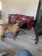 Mixed Puppies for sale in Bangor, ME 04401, USA. price: $100
