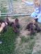 Mixed Puppies for sale in Melbourne, IA 50162, USA. price: $300