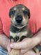 Mixed Puppies for sale in Pembroke Pines, FL 33026, USA. price: NA