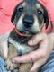 Mixed Puppies for sale in Pembroke Pines, FL 33026, USA. price: $600