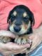 Mixed Puppies for sale in Pembroke Pines, FL 33026, USA. price: $600