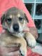 Mixed Puppies for sale in Pembroke Pines, FL 33026, USA. price: NA
