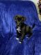 Mixed Puppies for sale in Apache Junction, AZ, USA. price: NA