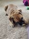 Mixed Puppies for sale in Dansville, NY 14437, USA. price: $600