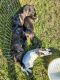 Mixed Puppies for sale in Hattiesburg, MS, USA. price: NA