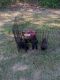 Mixed Puppies for sale in Chandler, OK 74834, USA. price: $100