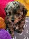 Mixed Puppies for sale in Worcester, MA, USA. price: $800