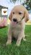 Mixed Puppies for sale in West Union, IA 52175, USA. price: NA