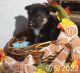 Mixed Puppies for sale in Burton, OH 44021, USA. price: $750