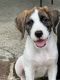 Mixed Puppies for sale in Bluffton, SC 29910, USA. price: NA