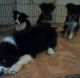 Mixed Puppies for sale in La Vergne, TN, USA. price: $50