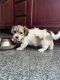 Mixed Puppies for sale in Upper Marlboro, MD 20772, USA. price: NA