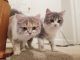 Mixed Cats for sale in Perry Hall, MD, USA. price: NA