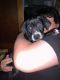 Mixed Puppies for sale in Chardon, OH 44024, USA. price: NA