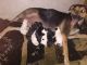 Mixed Puppies for sale in San Jose, CA, USA. price: $15