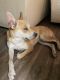 Mixed Puppies for sale in Las Vegas, NV, USA. price: $75
